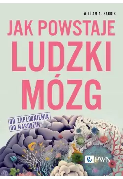 Jak powstaje ludzki mózg Od...
