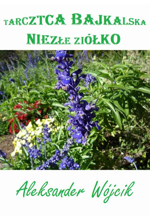 Tarczyca bajkalska – niezłe ziółko