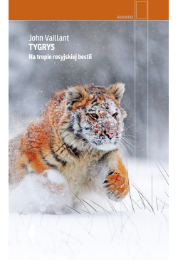 Tygrys