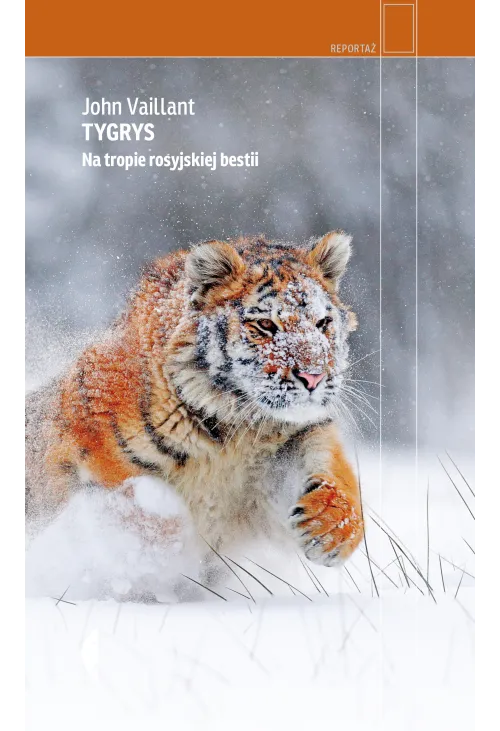 Tygrys