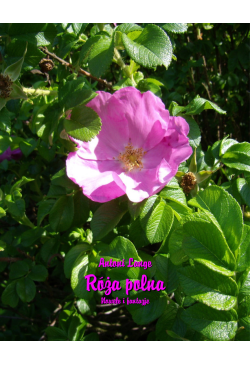 Róża polna