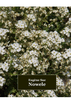 Nowele