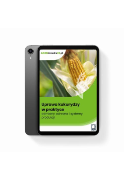 Uprawa kukurydzy w praktyce...