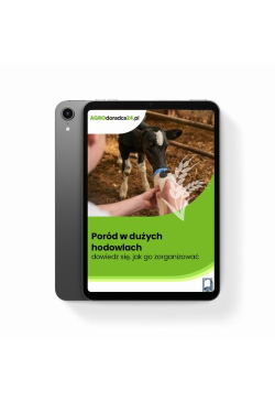 Poród w dużych hodowlach –...