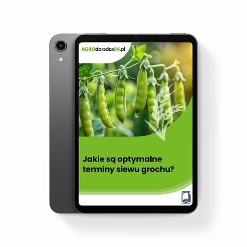 Jakie są optymalne terminy siewu grochu? — Magdalena Świąder