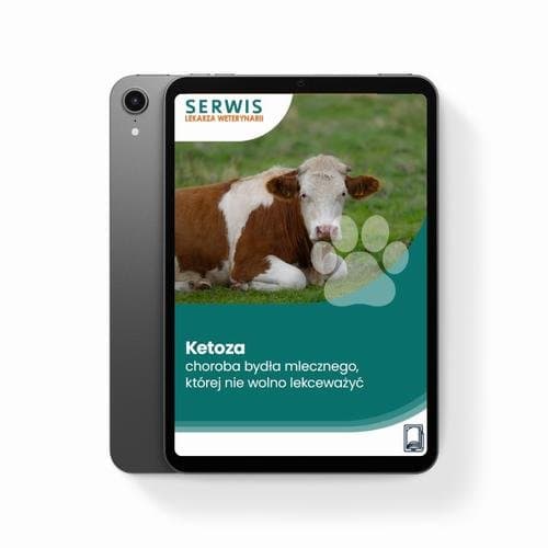 Ketoza – choroba bydła mlecznego, której nie wolno lekceważyć — Michał Tchórzewski