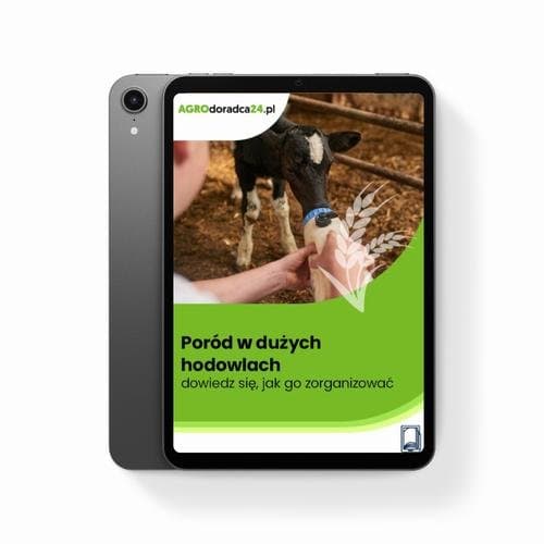 Poród w dużych hodowlach – dowiedz się, jak go zorganizować — Joanna Cała